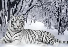 nature winter snow trees forest tigers white tiger 1920x1200 wallpaper Art HD Wallpaper